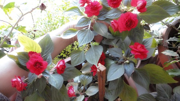 milena23 - Мечта моего детства.