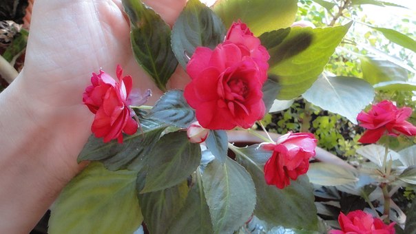 milena23 - Мечта моего детства.