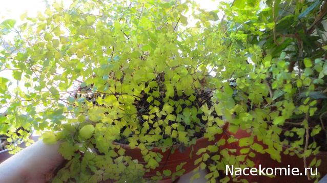 milena23 - Мечта моего детства.