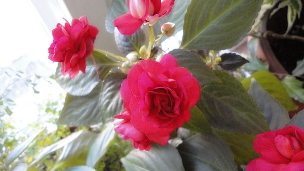 milena23 - Мечта моего детства.