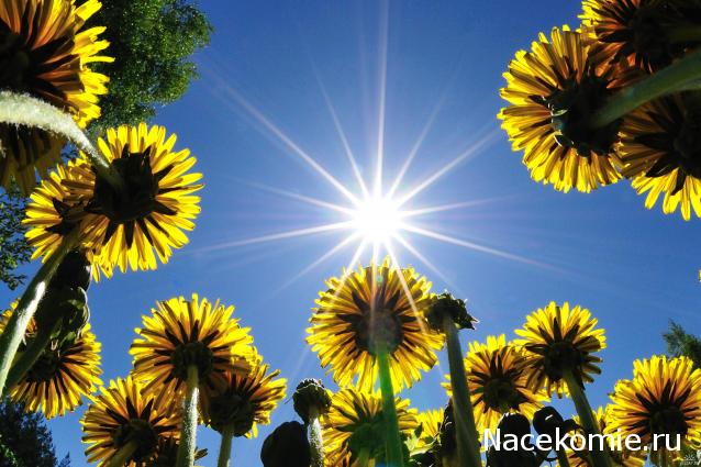 Дом Мечты наши дни рождения