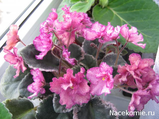 Наши Дни Рождения