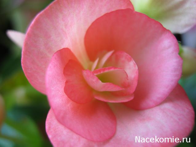 Наши Дни Рождения