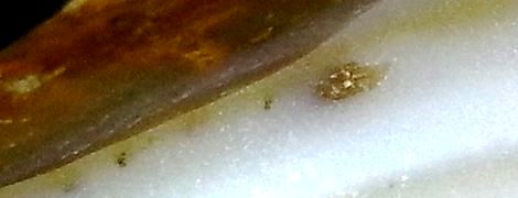 Минералы Сокровища Земли №29 - Халцедон