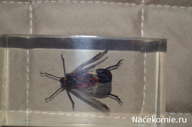 Насекомые №14 - Азиатский сверчок (Gryllidae)