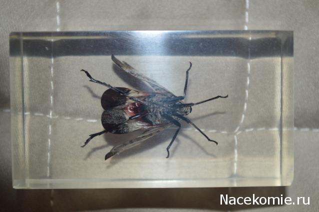 Насекомые №14 - Азиатский сверчок (Gryllidae)