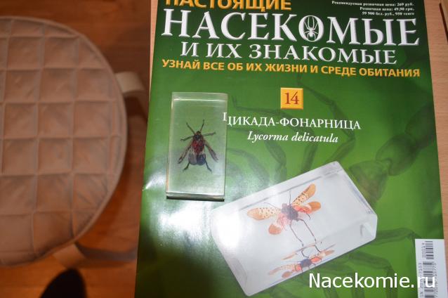 Насекомые №14 - Азиатский сверчок (Gryllidae)