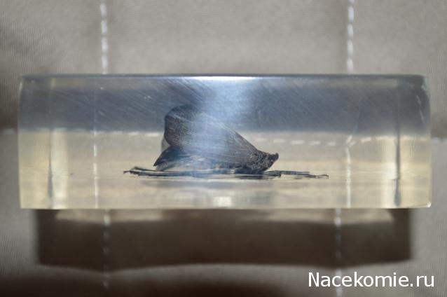 Насекомые №14 - Азиатский сверчок (Gryllidae)