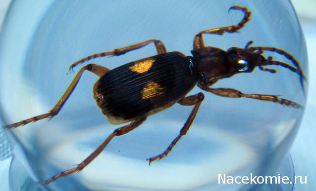 Чудеса Природы №8  - Жук - бомбардир