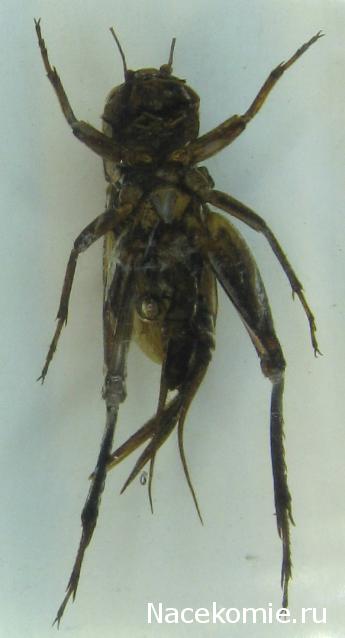 Насекомые №14 - Азиатский сверчок (Gryllidae)