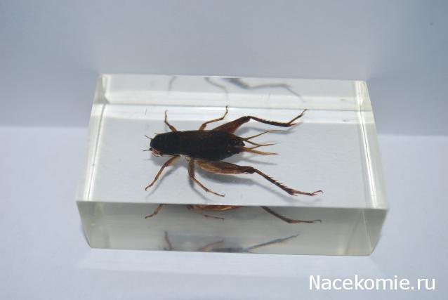 Насекомые №14 - Азиатский сверчок (Gryllidae)