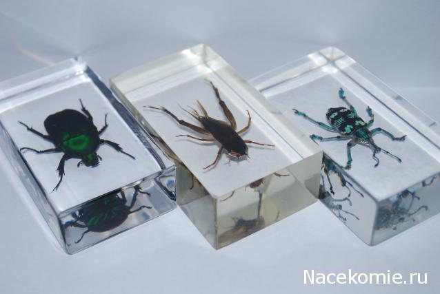 Насекомые №14 - Азиатский сверчок (Gryllidae)