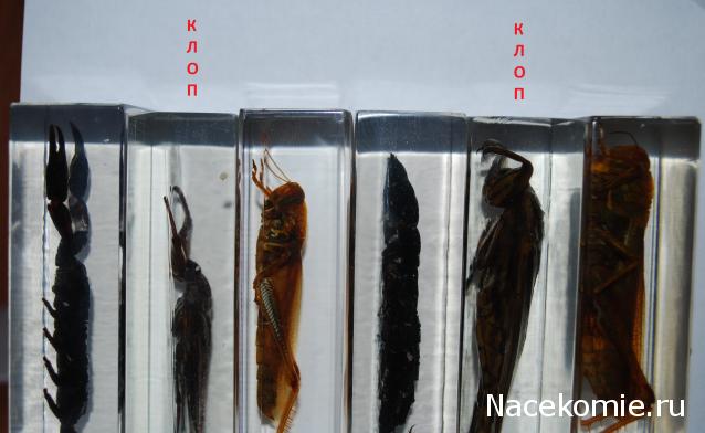 Насекомые №12 - Гигантский водяной клоп (Lethocerus sp.)