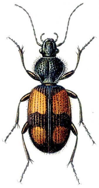 Чудеса Природы №8  - Жук - бомбардир