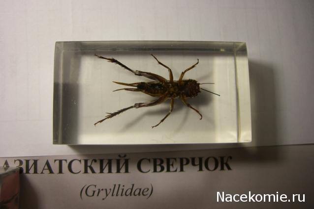 Насекомые №14 - Азиатский сверчок (Gryllidae)