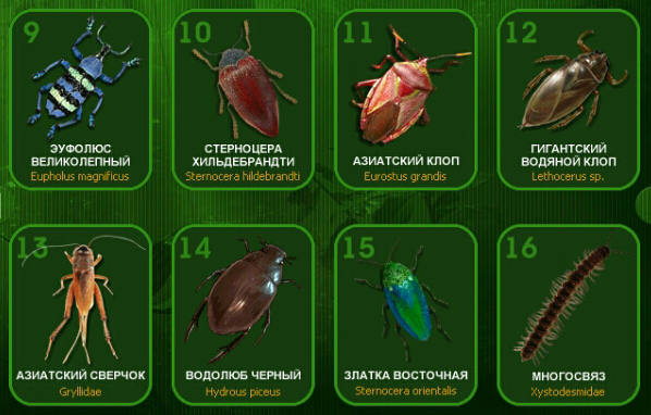 Насекомые и их знакомые 2014 - График Выхода и обсуждение