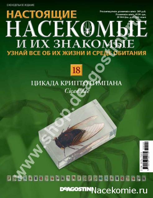 Насекомые №15 - Златка Восточная (Sternocera orientalis)