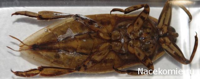 Насекомые №12 - Гигантский водяной клоп (Lethocerus sp.)