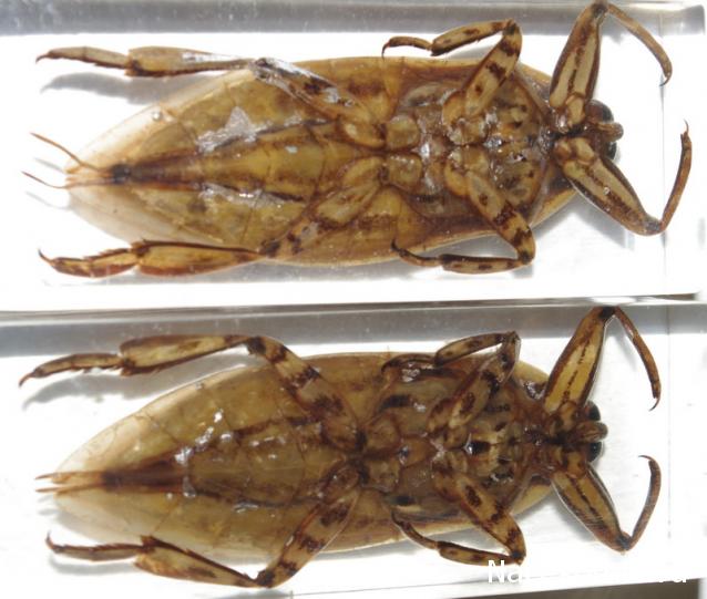Насекомые №12 - Гигантский водяной клоп (Lethocerus sp.)