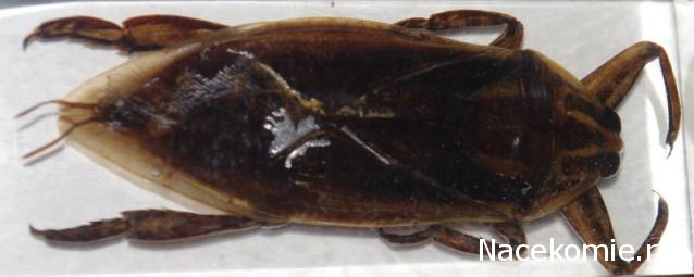 Насекомые №12 - Гигантский водяной клоп (Lethocerus sp.)