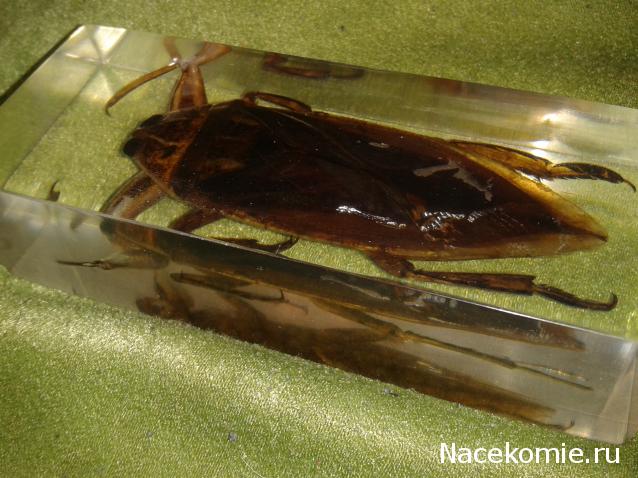 Насекомые №12 - Гигантский водяной клоп (Lethocerus sp.)