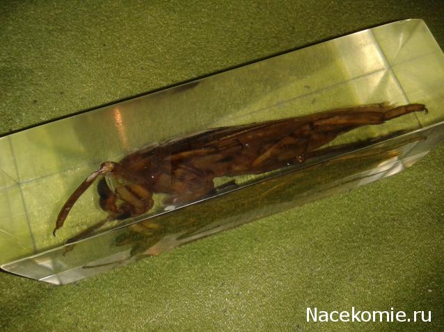 Насекомые №12 - Гигантский водяной клоп (Lethocerus sp.)