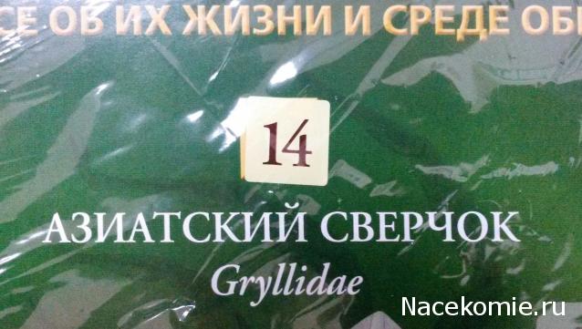 Насекомые №14 - Азиатский сверчок (Gryllidae)