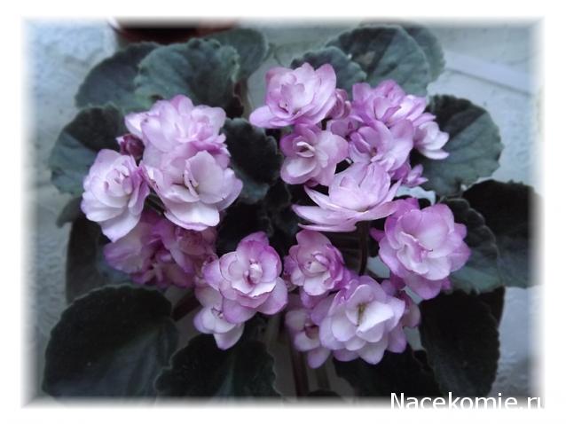 milena23 - Мечта моего детства.