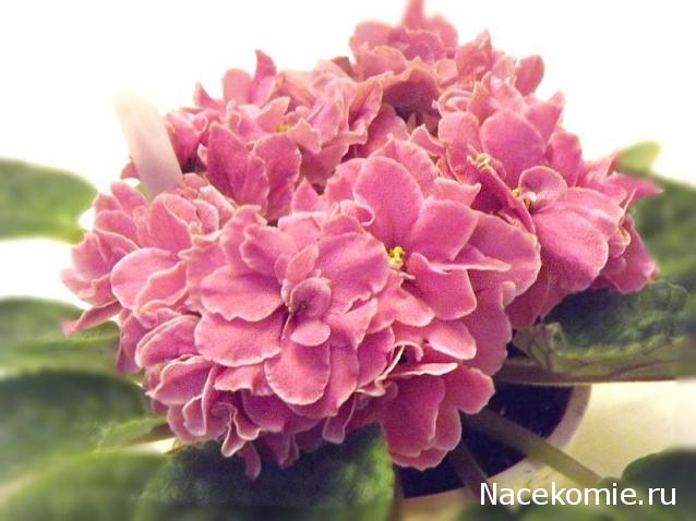 milena23 - Мечта моего детства.