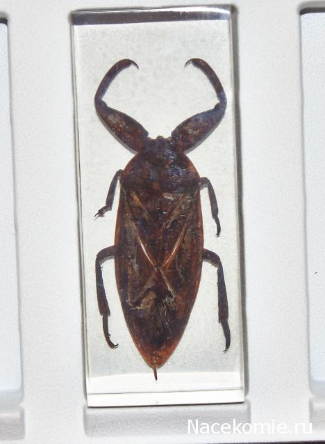 Насекомые №12 - Гигантский водяной клоп (Lethocerus sp.)