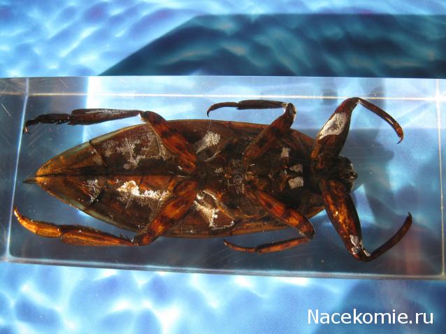 Насекомые №12 - Гигантский водяной клоп (Lethocerus sp.)