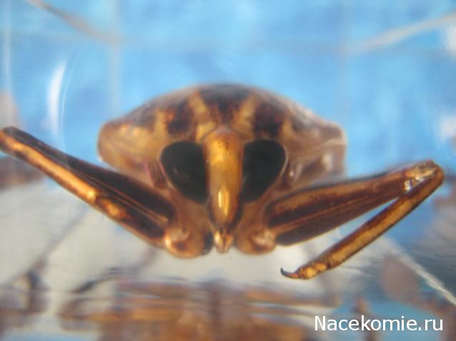 Насекомые №12 - Гигантский водяной клоп (Lethocerus sp.)