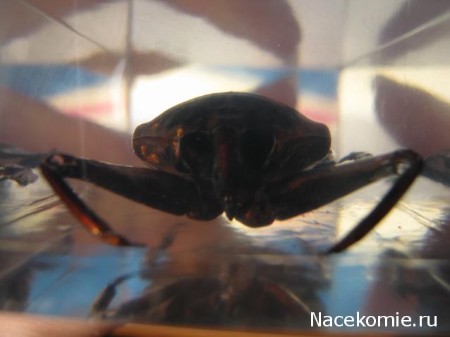 Насекомые №12 - Гигантский водяной клоп (Lethocerus sp.)
