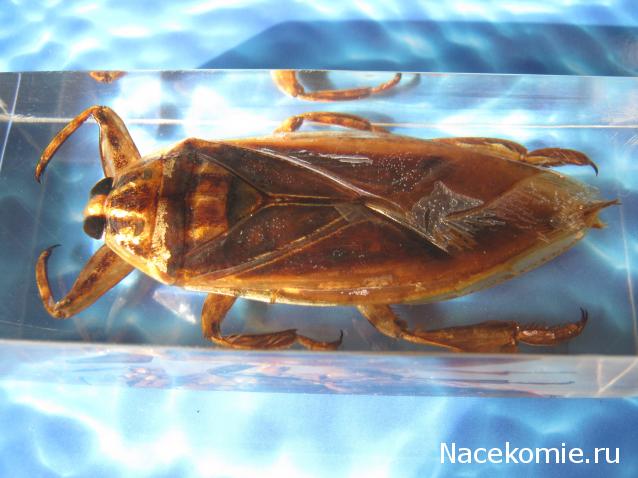 Насекомые №12 - Гигантский водяной клоп (Lethocerus sp.)