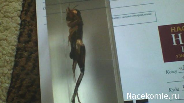 Насекомые №14 - Азиатский сверчок (Gryllidae)