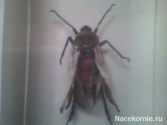 Насекомые №14 - Азиатский сверчок (Gryllidae)