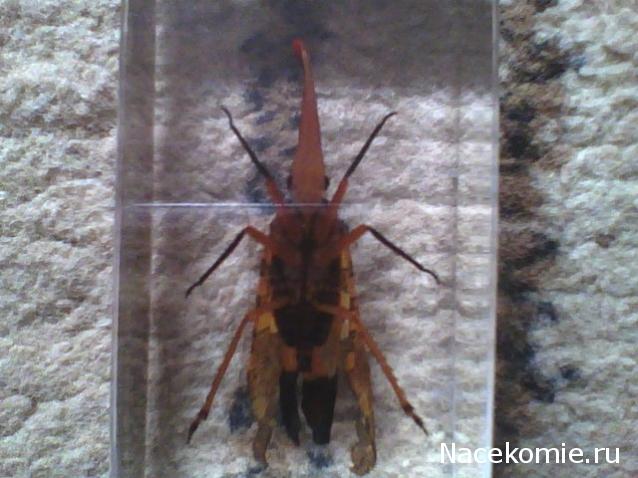 Насекомые №8 - Азиатская цикада (Pyrops cf. candelaria)