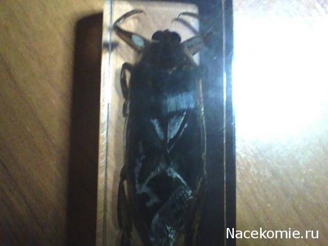 Насекомые №12 - Гигантский водяной клоп (Lethocerus sp.)
