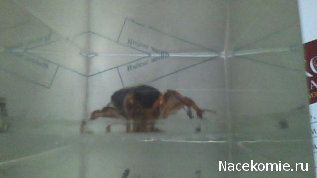 Насекомые №14 - Азиатский сверчок (Gryllidae)