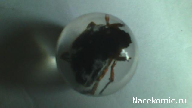 Насекомые в Акриле НЕ из Журнала