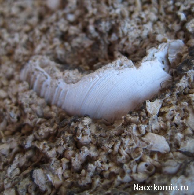 Чудеса Природы №7 - Раковина двустворчатого моллюска