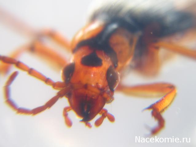 Чудеса Природы №8  - Жук - бомбардир