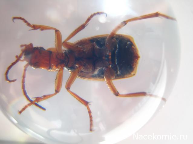 Чудеса Природы №8  - Жук - бомбардир