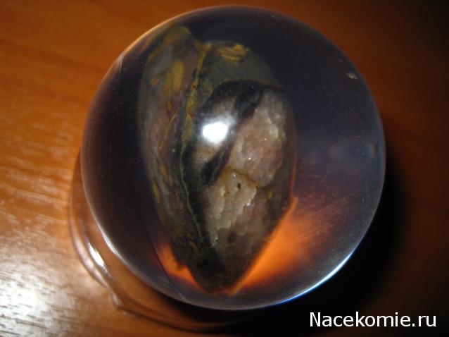 Чудеса Природы №7 - Раковина двустворчатого моллюска