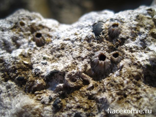 Чудеса Природы №7 - Раковина двустворчатого моллюска