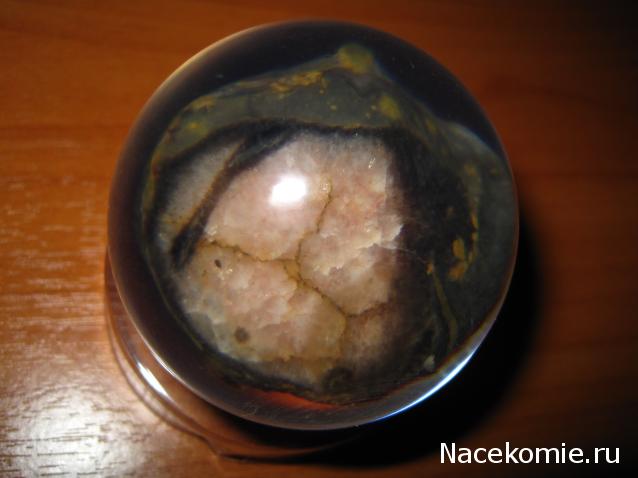 Чудеса Природы №7 - Раковина двустворчатого моллюска