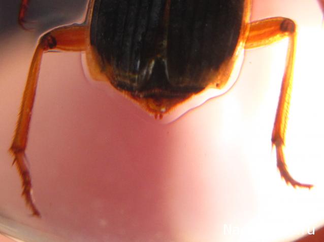 Чудеса Природы №8  - Жук - бомбардир