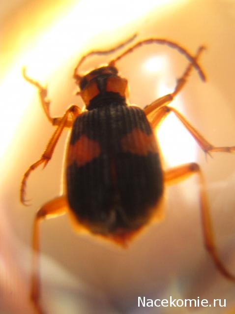 Чудеса Природы №8  - Жук - бомбардир