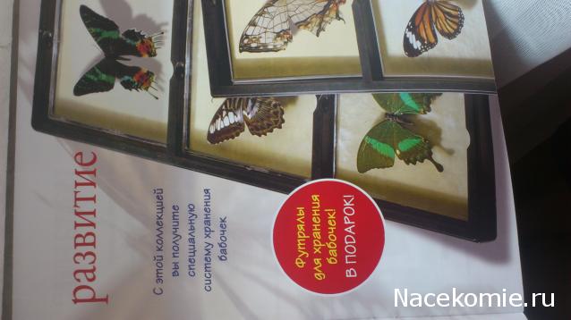 Собери свою коллекцию. Бабочки - ДеАгостини - тест