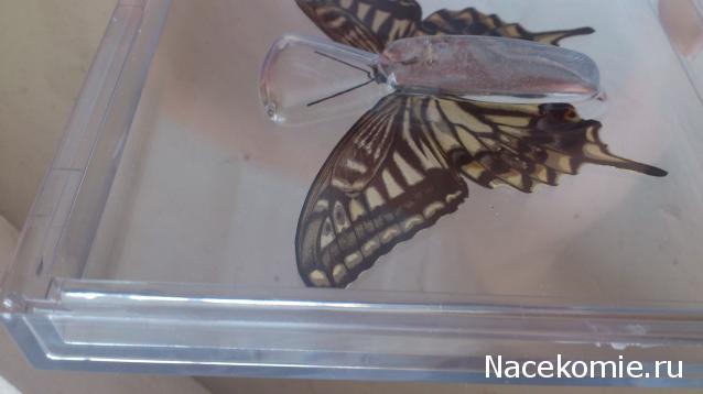 Собери свою коллекцию. Бабочки - ДеАгостини - тест